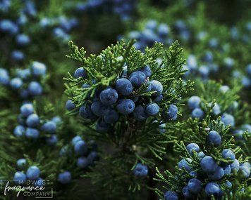 Juniperberry + Pine (ялівець та сосна) FRA-MW_JUNE_10 фото