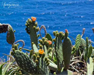 Baja Cactus Bloosom (цвітіння кактусу) FRA-MW_BAOM_10 фото