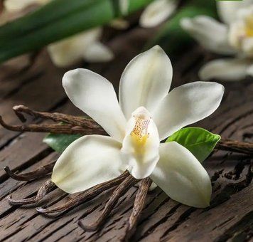 Vanilla Orchid (ванільна орхідея) FRA-CS_VAID_10 фото