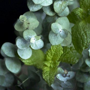 Peppermint and Eucalyptus (М'ята перцева та евкаліпт) FRA-CS_PEUS_10 фото
