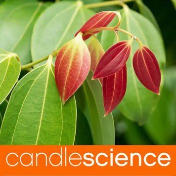 Ефірна олія листу кориці (Cinnamon Leaf) 5гр ESS-CS_CIAF_5 фото