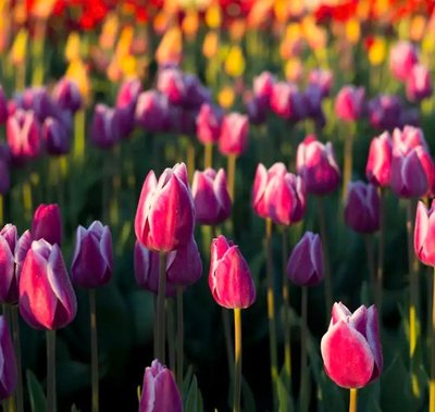 Tulip Fields FRA-CS_TUDS_10 фото