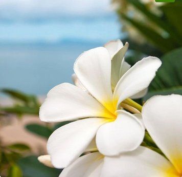 Plumeria (плюмерія) FRA-CS_PLIA_10 фото