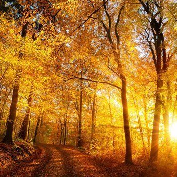 Autumn Glow (осіннє сяйво) FRA-CS_AUOW_10 фото