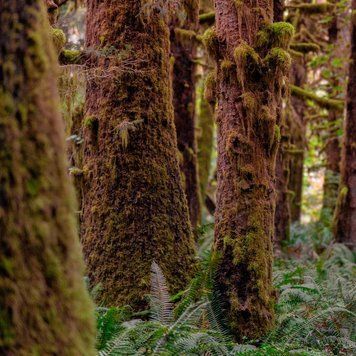 Redwoods and Moss (секвоя та мох) FRA-CS_RESS_10 фото
