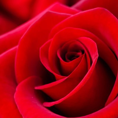 Rose Petals (пелюстки троянди) FRA-CS_ROLS_10 фото