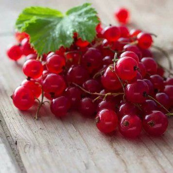 Red Currant (червона смородина)  FRA-CS_RENT_10 фото