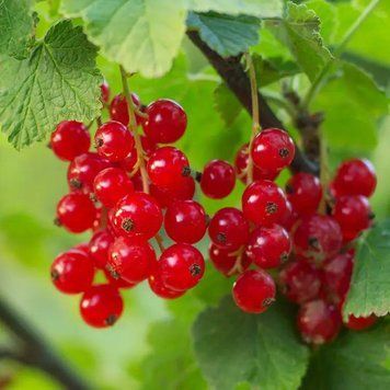 Foraged Red Currant (свіжозібрана червона смородина) FRA-CS_FONT_10 фото