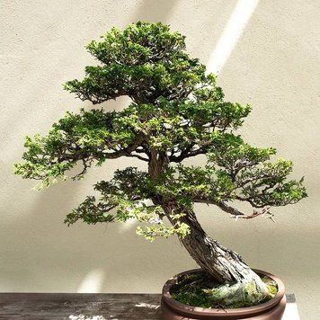 Hinoki Cypress (кипарис хінокі) FRA-CS_HISS_10 фото