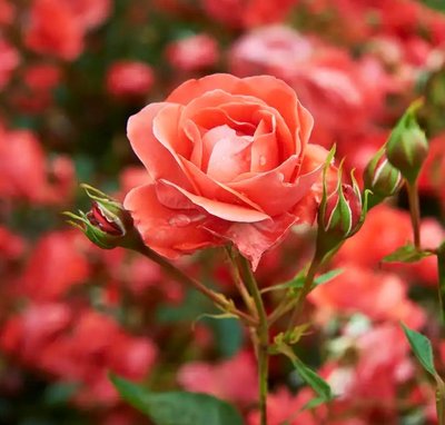 Bohemian Rose (богемна троянда) FRA-CS_FOAI_10 фото