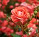 Bohemian Rose (богемна троянда) FRA-CS_FOAI_10 фото 2