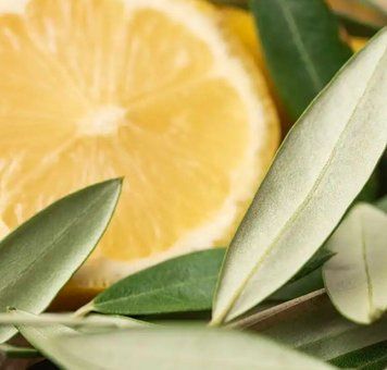 Olive Leaf and Citron (оливковий лист та цитрон) FRA-CS_OLON_10 фото