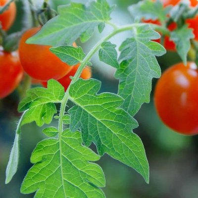 Tomato Leaf (листя помідору) FRA-CS_TOAF_10 фото