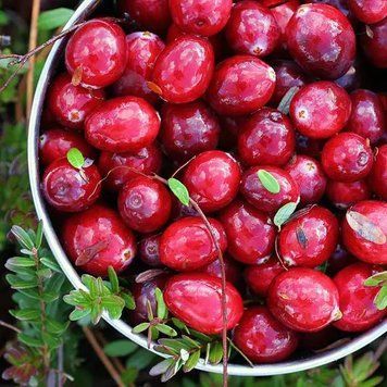 Cranberry Woods (журавлиний ліс) FRA-CS_CRAS_10 фото