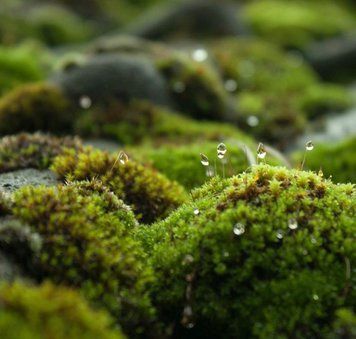 Petrichor (Після дощу) FRA-CS_PEOR_10 фото