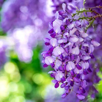 Wisteria Vines (бузок) FRA-CS_WIES_10 фото