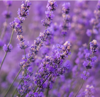 Lavender (Bulgarian) - Лаванда (болгарська) ESS-CS_LAER_5 фото