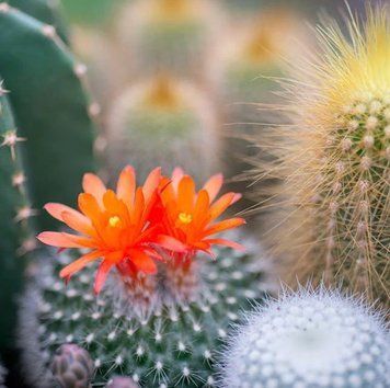 Cactus Flower and Jade (квітка кактусу та нефрит) FRA-CS_CADE_10 фото