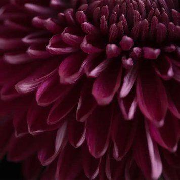 Dahlia Noir (нічна жоржина) FRA-CS_DAIR_10 фото