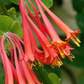 Wild Honeysuckle (дика жимолость) FRA-CS_WILE_10 фото