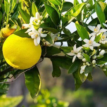 Yuzu Blossom (цвіт юзу) FRA-CS_YUM _10 фото