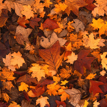 Fallen Leaves (опале листя) FRA-CS_FAES_10 фото
