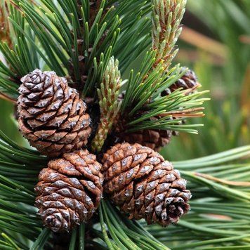 Mountain Pine (Гірська сосна) FRA-CS_MONE_10 фото