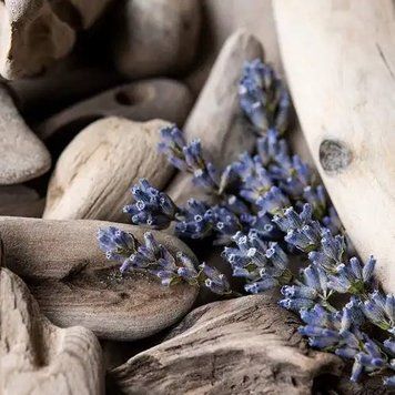Lavender Driftwood (лаванда - пляжне дерево) FRA-CS_LAOD_10 фото