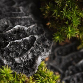 Black Coral and Moss (чорні корали та мох) FRA-CS_BLSS_10 фото