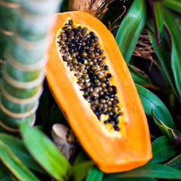 Papaya Paradise (папайя) FRA-CS_PASE_10 фото