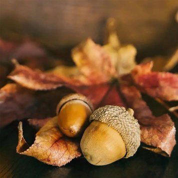 Maple Leaf and Acorn (кленове листя й жолудь) WAX-CS_MARN_10 фото