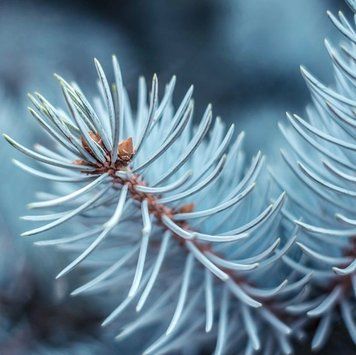 Blue Spruce (блакитна ялина) FRA-CS_BLCE_10 фото