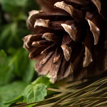 Sugar Pine and Patchouli (Цукрова Сосна і Пачулі) FRA-CS_SULI_10 фото