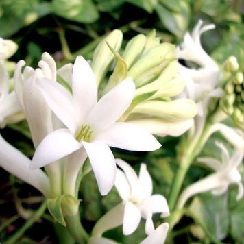 Gardenia Tuberose (гарденія та тубероза) FRA-CS_GASE_10 фото