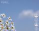 Gingham (клементин та фрезія) FRA-MW_GIAM_10 фото 1
