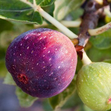 Fig Tree (інжирне дерево) FRA-CS_FIEE_10 фото