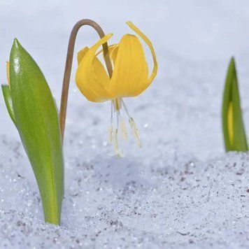 Glacier Lily (крижана лілія) FRA-CS_GLLY_10 фото