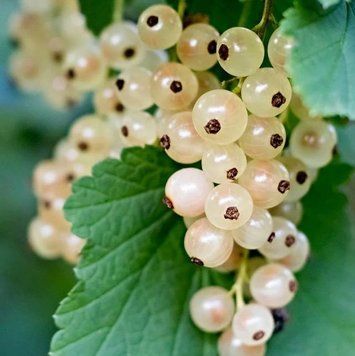 White Currant (біла смородина) FRA-CS_WHNT_10 фото