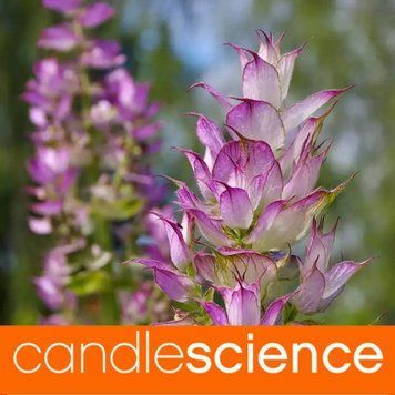 Ефірна олія шавлії (Clary Sage) 5гр ESS-CS_CLGE_5 фото