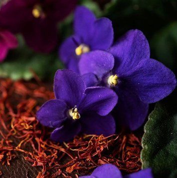 Black Violet and Saffron (Чорна фіалка та шафран) FRA-CS_BLON_10 фото
