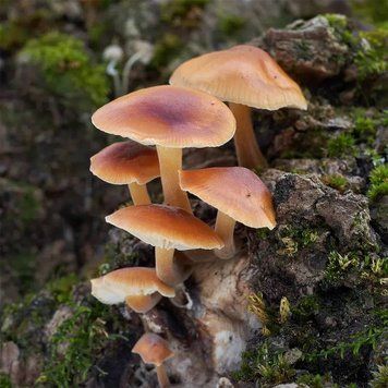 Enoki Forest (лісові енокі) FRA-CS_ENST_10 фото