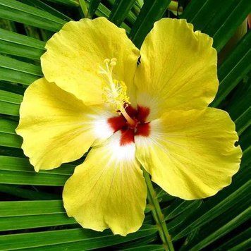 Hibiscus Palm (гібіскус) FRA-CS_HILM_10 фото