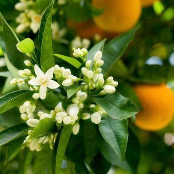 Neroli & Ylang Ylang FRA-CT_NENG_10 фото