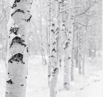 Woodland Snow (Лісовий сніг) FRA-CS_WOOW_10 фото