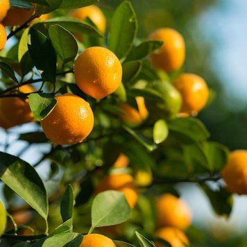 Citrus Sunshine (сонячний цитрус)  FRA-CS_CINE_10 фото