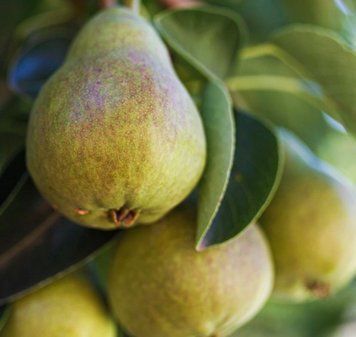 Orchard Pear (Груша) FRA-CS_ORAR_10 фото