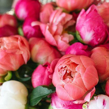 Magnolia & Peony (магнолія-півонія) FRA-CS_MANY_10 фото