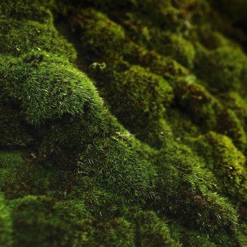 Oakmoss and Amber (дубовий мох та бурштин) FRA-CS_OAER_10 фото