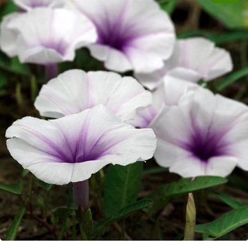 Moonflower Nectar (нектар місячної квітки) FRA-CS_MOAR_10 фото
