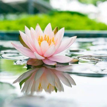 Water Lily (водяна лілія) FRA-CS_WALY_10 фото